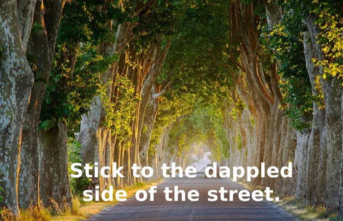 Stick to the dappled side of the street.