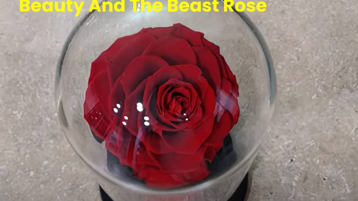 Beauty And The Beast Rose