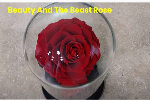 Beauty and the Beast Rose