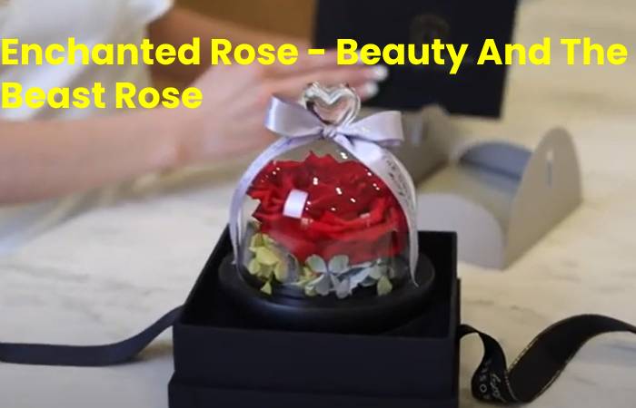 Beauty and the Beast Rose