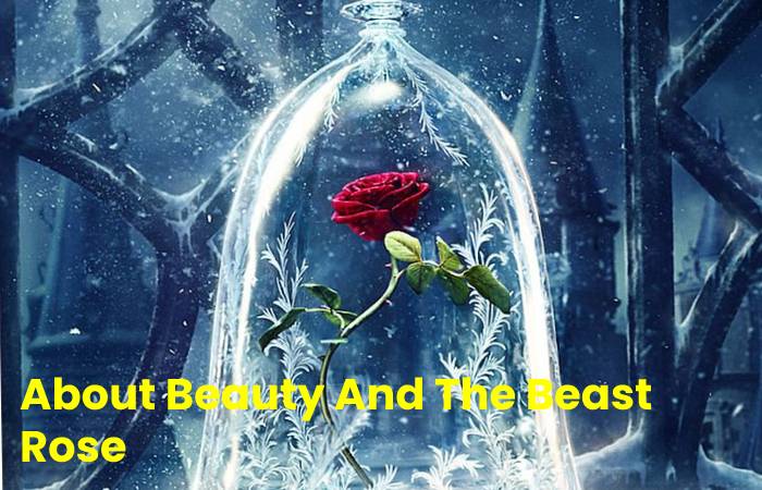 Beauty and the Beast Rose 