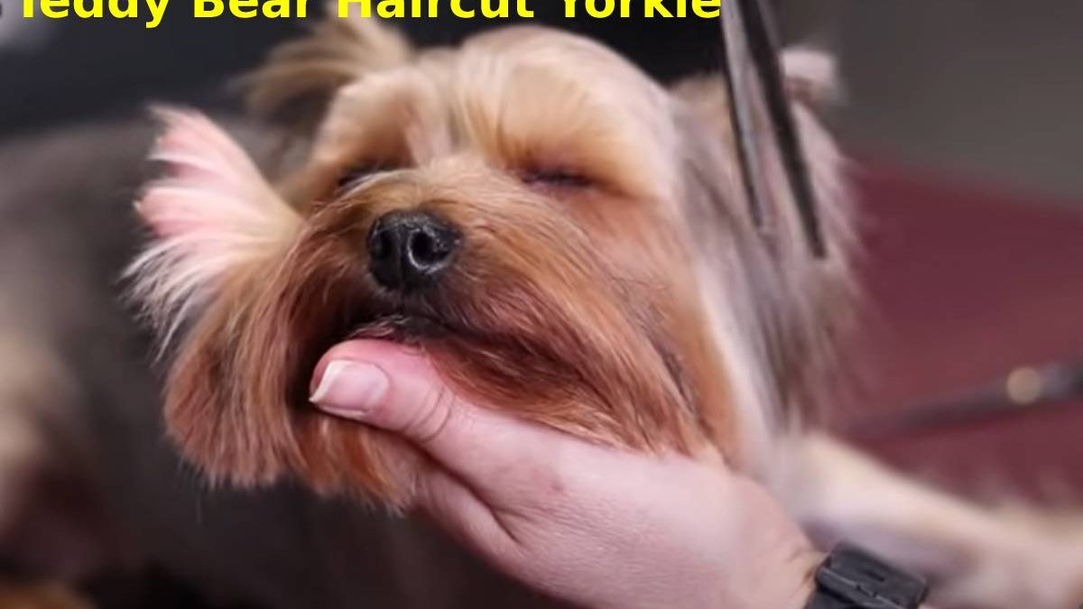 Teddy Bear Haircut Yorkie Styles