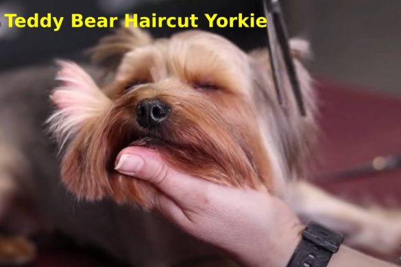 Teddy Bear Haircut Yorkie