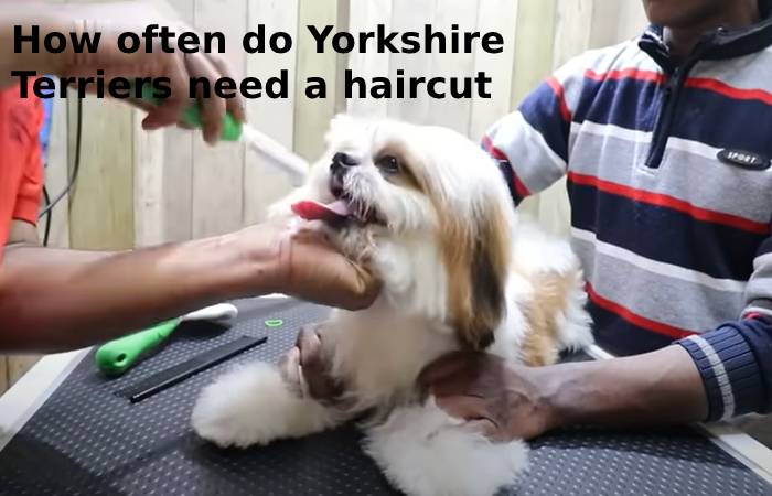 Teddy Bear Haircut Yorkie 