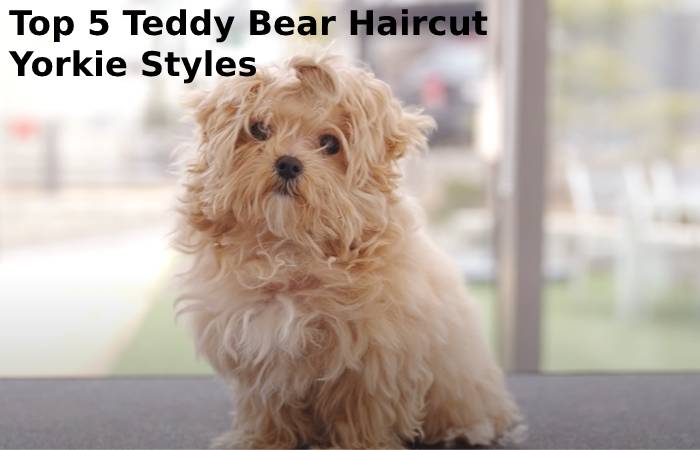 Yorkie Teddy Bear Trim - wide 7