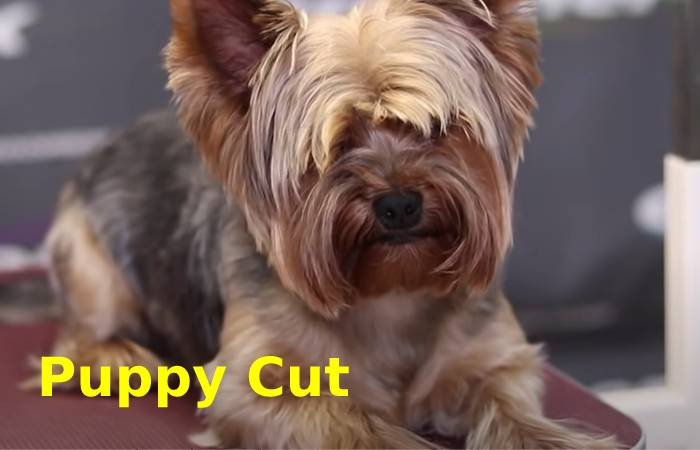 Teddy Bear Haircut Yorkie