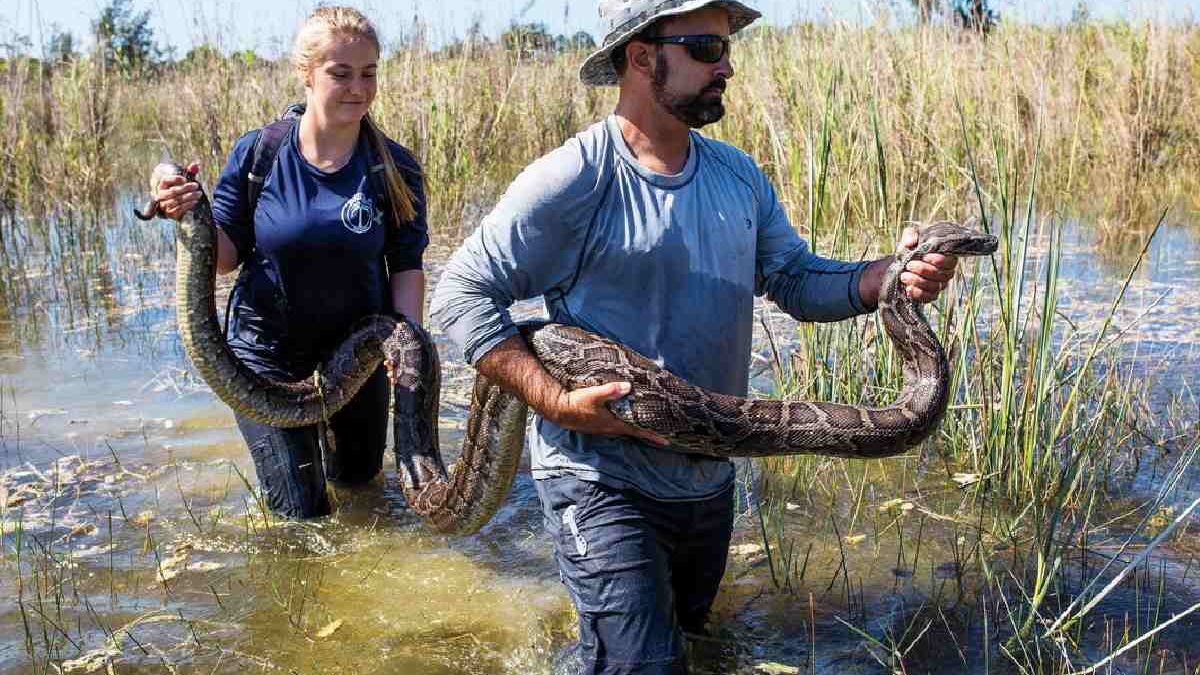 Google Snake Dark Snake Gang