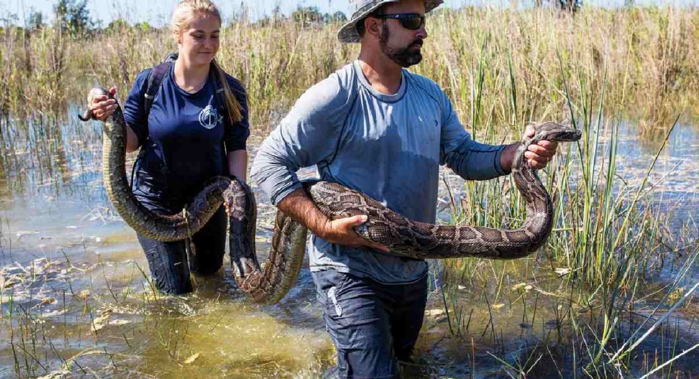 Google Snake Dark Snake Gang