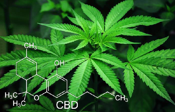 Understanding CBD