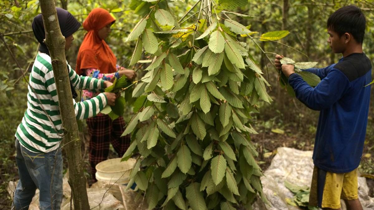 What Are The Positive Uses Of White Maeng Da Kratom?