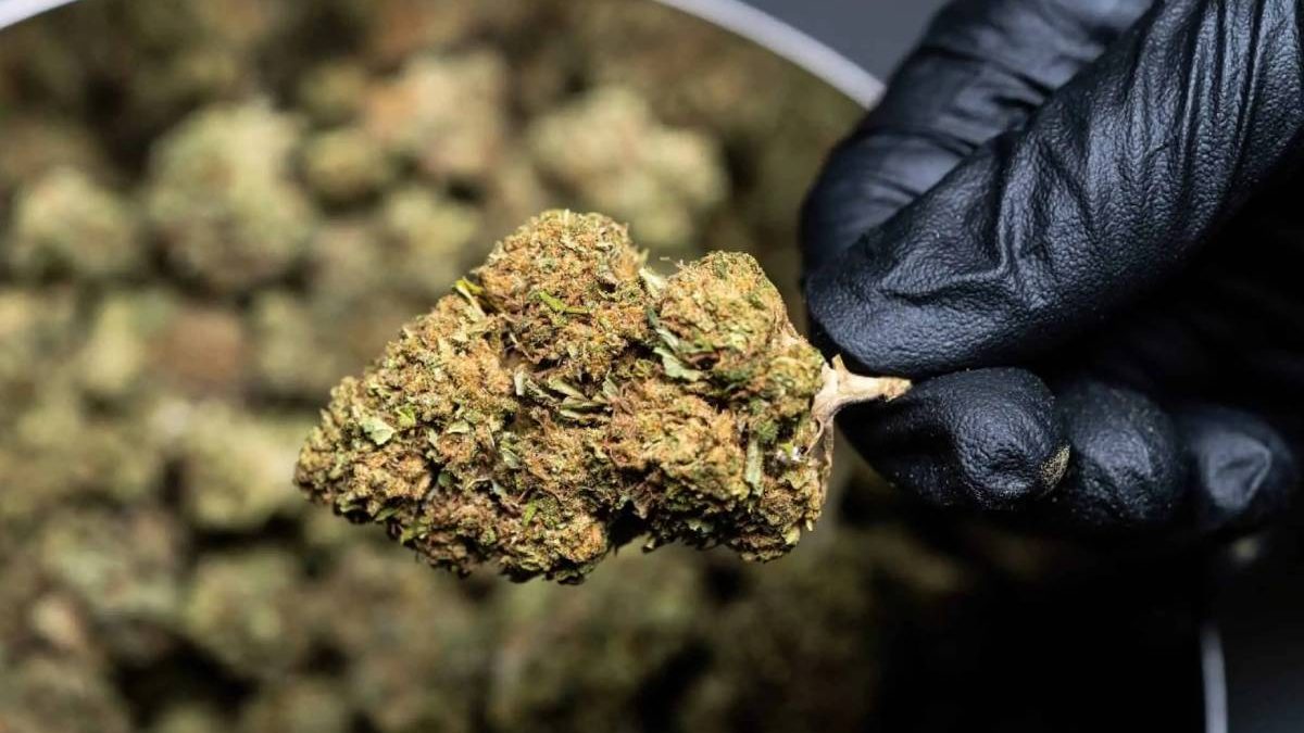 5 Criteria To Pick The Best Weed Subscription Boxes Online.