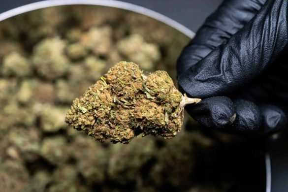 5 Criteria To Pick The Best Weed Subscription Boxes Online.