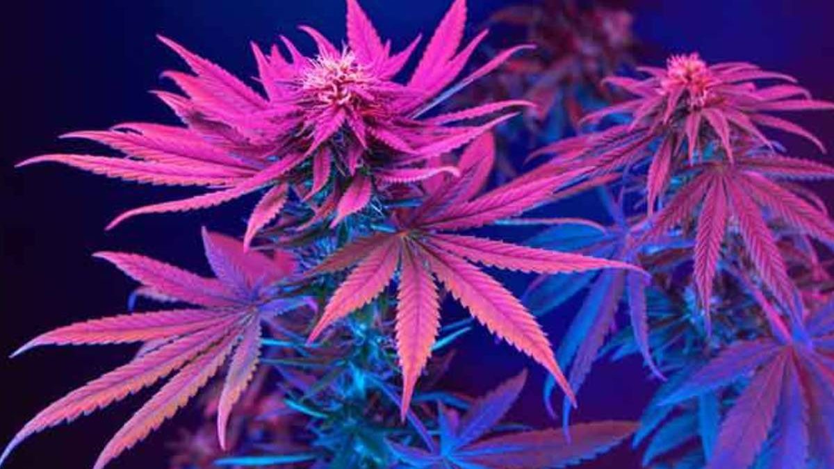 Pink Runtz Autoflower Seeds | Growing, Flavor – 2023