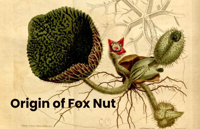 fox nut benefits (1)