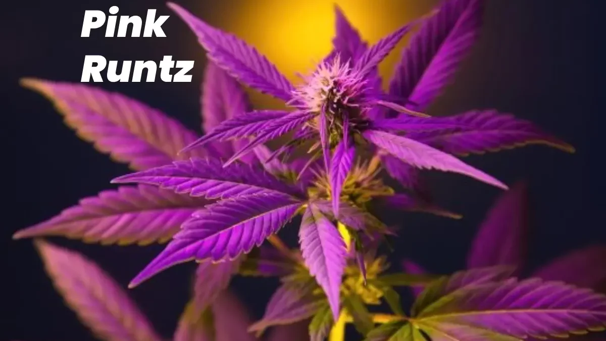 Pink Runtz Autoflower Seeds | Growing, Flavor