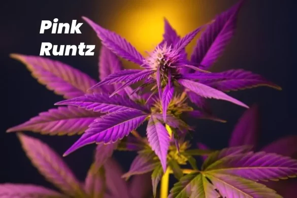 Pink Runtz Autoflower Seeds