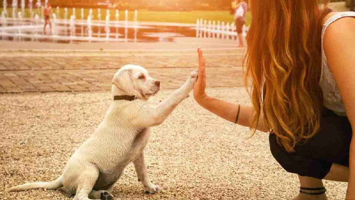 8 Careers or Side Jobs for Pet Lovers