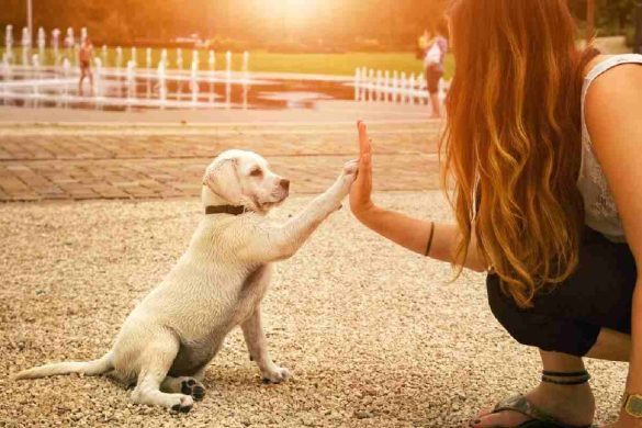 Pet Lovers