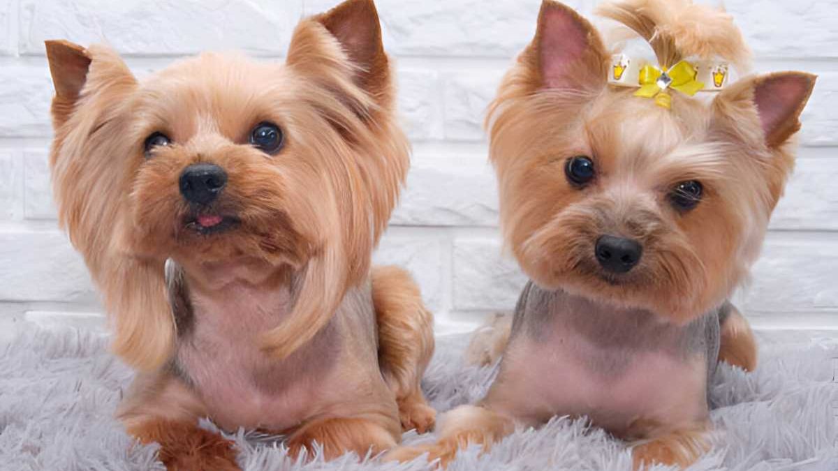 Teddy Bear Haircut Yorkie Styles 2024