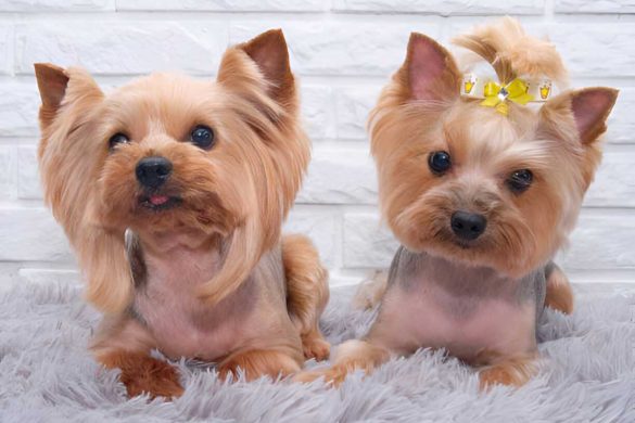 Teddy Bear Haircut Yorkie Styles 2024