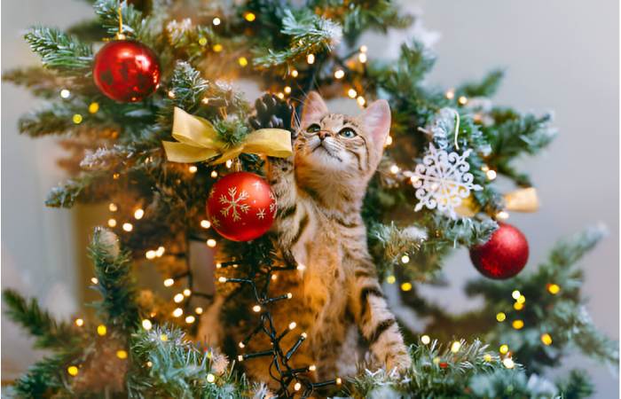 Christmas Trees Write For Us
