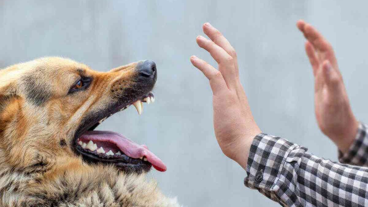 Dog Bite Wounds in Summerville: Same-Day Treatment Guide