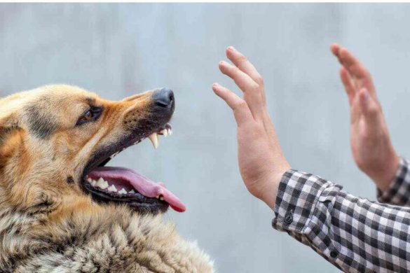 Dog Bite Wounds in Summerville